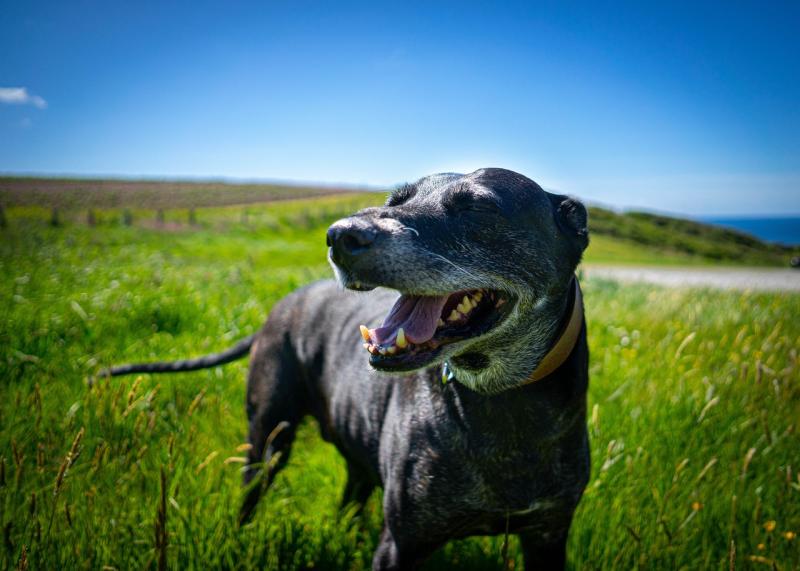 Kildare-based animal welfare group seeking donations to help injured Lurchers