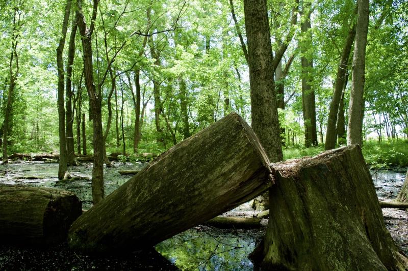 NOTICE: Kildare County Council to remove tree at high risk of felling