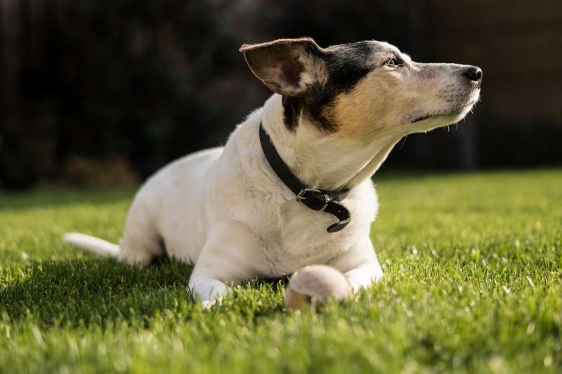 Kildare County Council warns that certain dogs must be muzzled and kept on a leash in public  