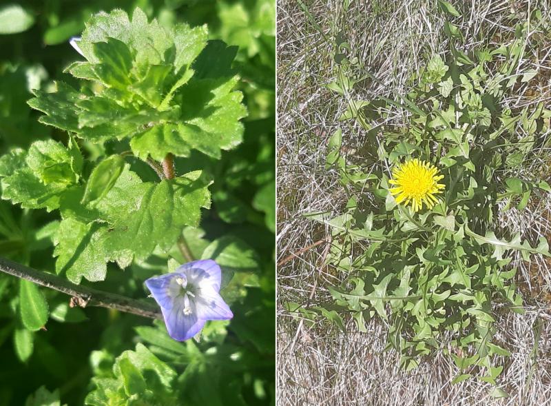 Two newly flowering spring plants dandelion and common field-speedwell Picture: Nuala Madigan