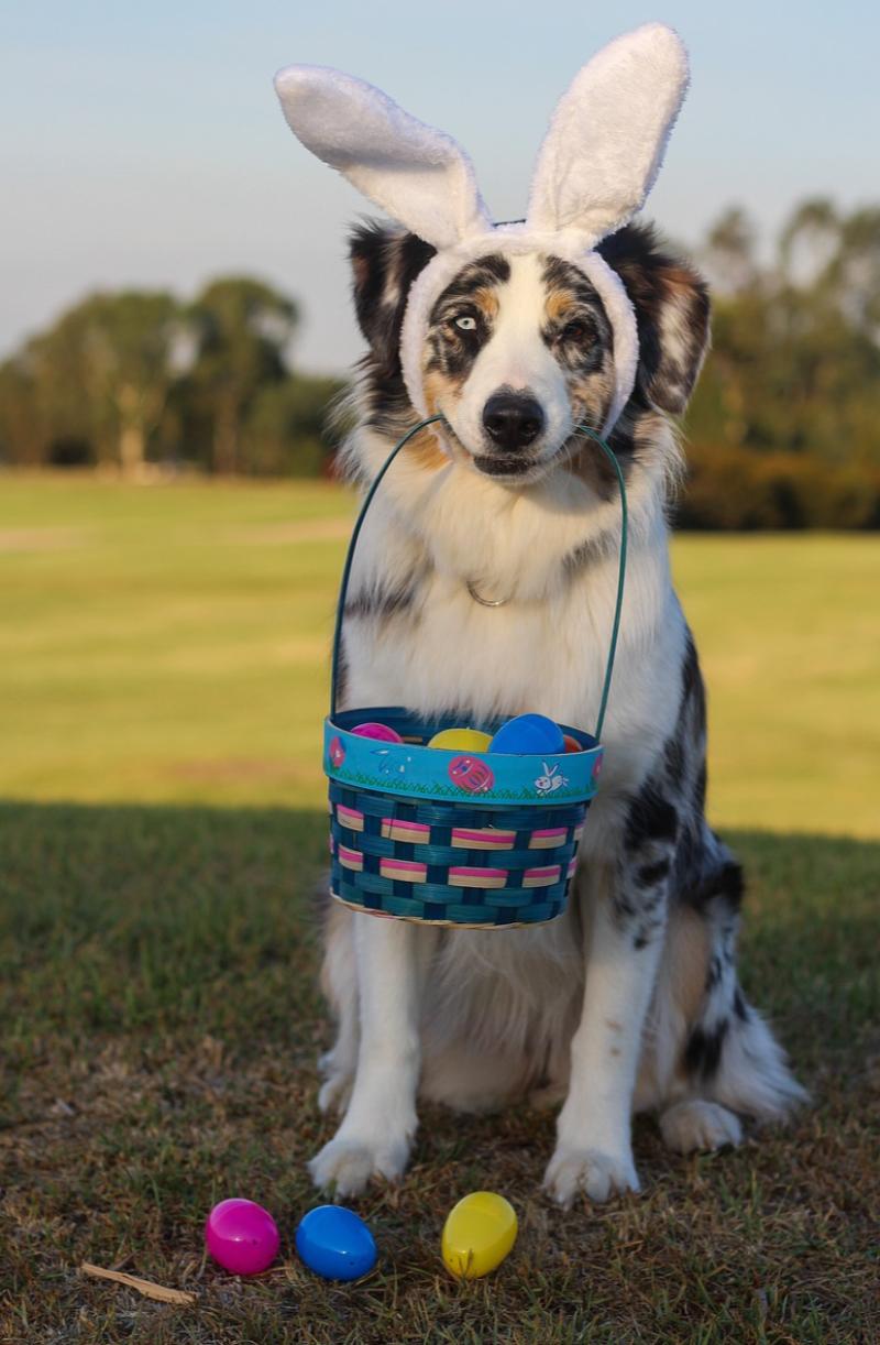 EVENT: KWWSPCA hosting family-friendly egg hunt and dog walk to mark Easter 2024