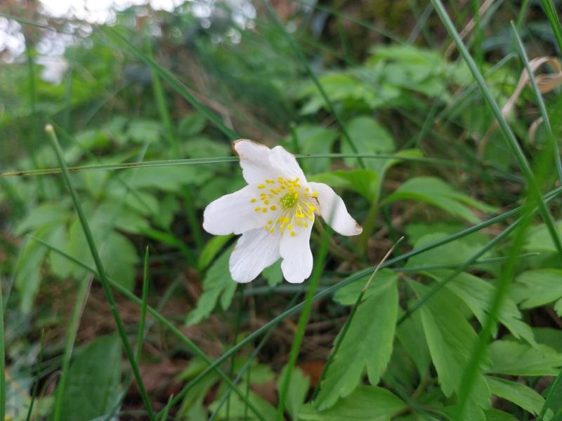 LEFT: wood anemone, Lus na Gaoithe Picture: Tristram Whyte
