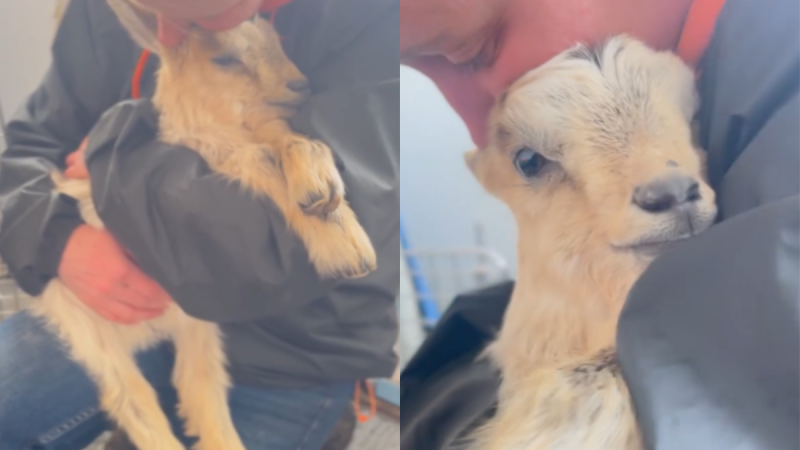 WATCH: 'Starving' baby goat found dumped in Kildare garden
