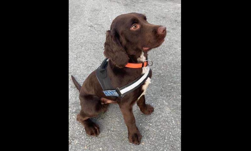 Detector dog Toby helps Revenue seize €40k of cash and cigarettes in big bust