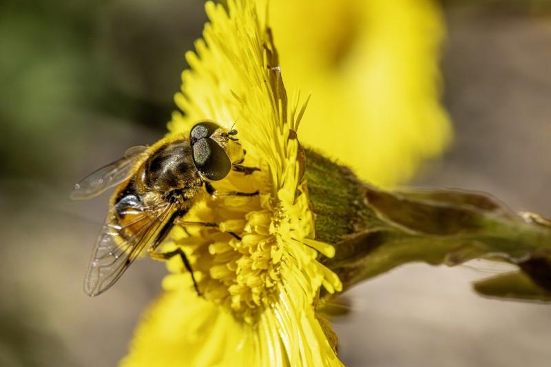 Over &euro;100,000 announced for biodiversity projects across County Kildare