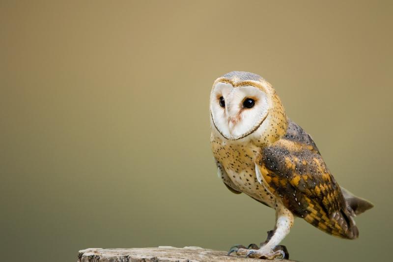 BirdWatch Ireland launch Kildare Barn Owl survey