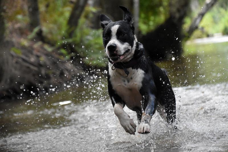 Dog causing nuisance ‘was a source of fun’ for the owner, Kildare Cllr claims