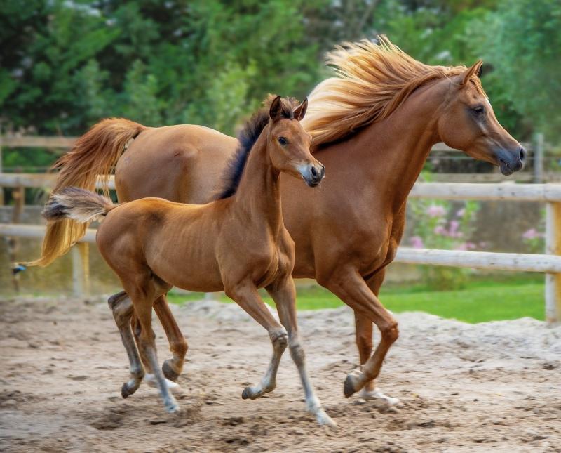 Letter to be sent by Kildare County Council to Irish National Stud