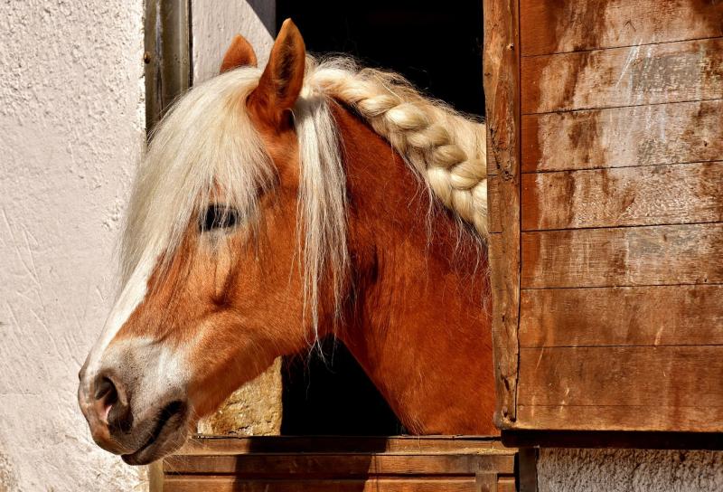 Plan to convert Newbridge stables into apartments 