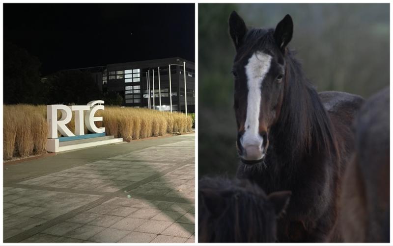 'Shocked and appalled' - Horse Racing Ireland reacts to cruel horse abuse shown in RTÉ Investigates