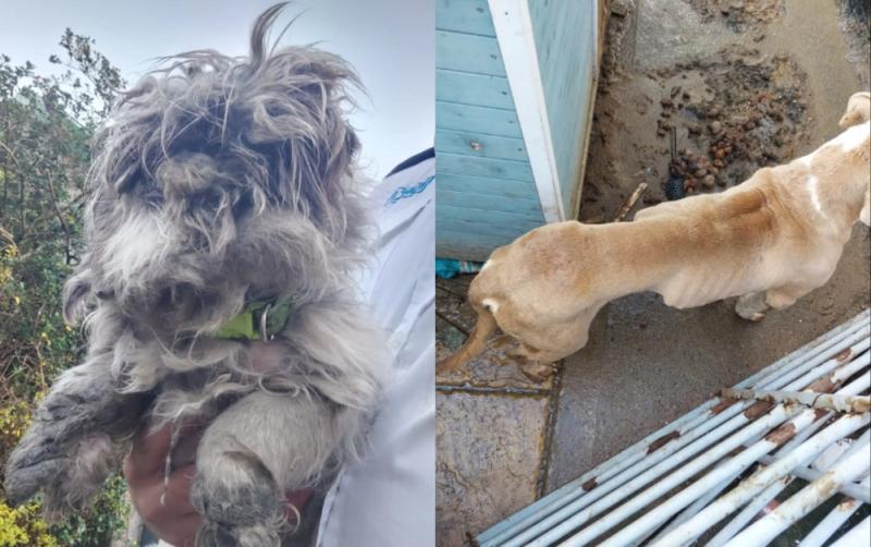 Celbridge couple fined for animal abuse after dogs found severely underweight in 'filthy conditions'