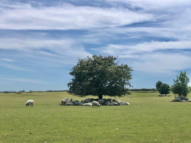Call for water for Kildare sheep on Curragh Plains during heatwave 