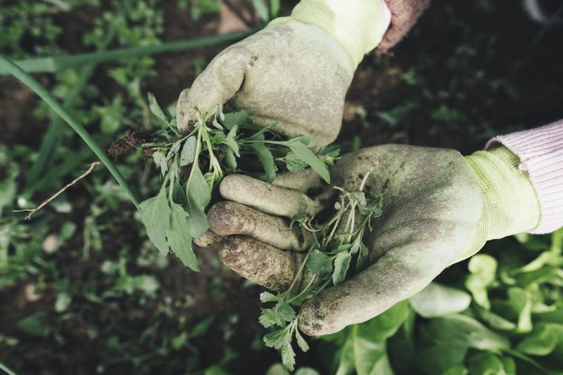 New polytunnels for gardening may be on the way for this County Kildare site