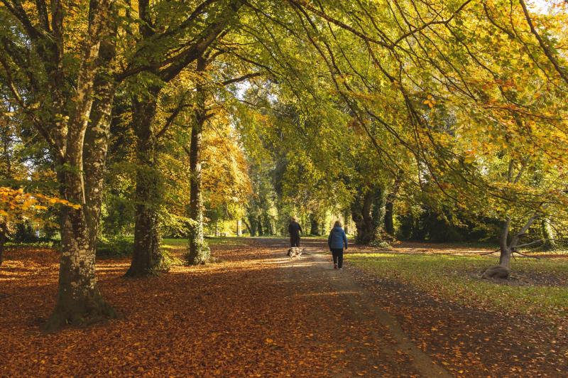 New programme for outdoor enthusiasts to be piloted in Kildare forest