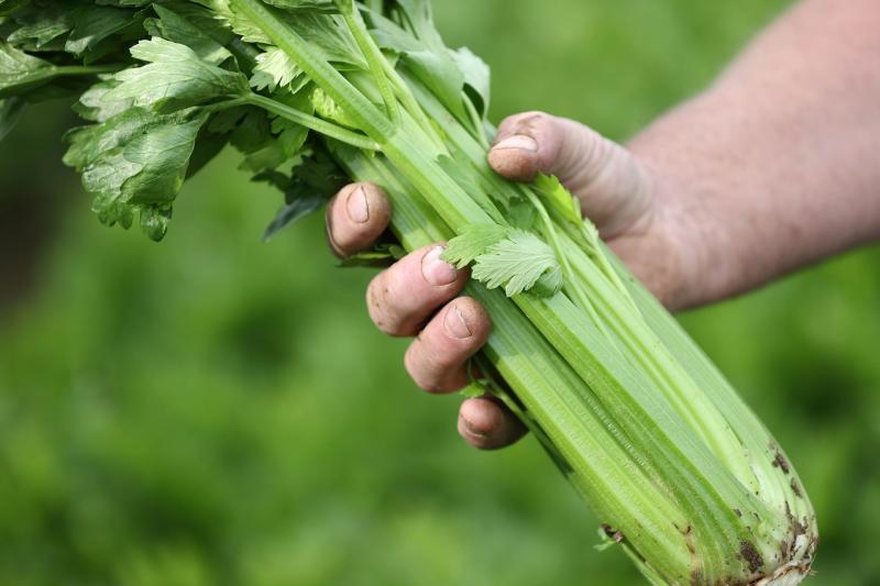 Calling Kildare organic food and drink producers: Entries now open for the National Organic Awards 2024