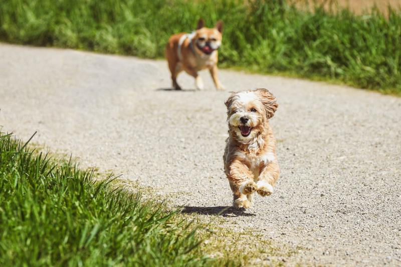 Kildare-based animal welfare group faces relocation after landlord announces sale of property