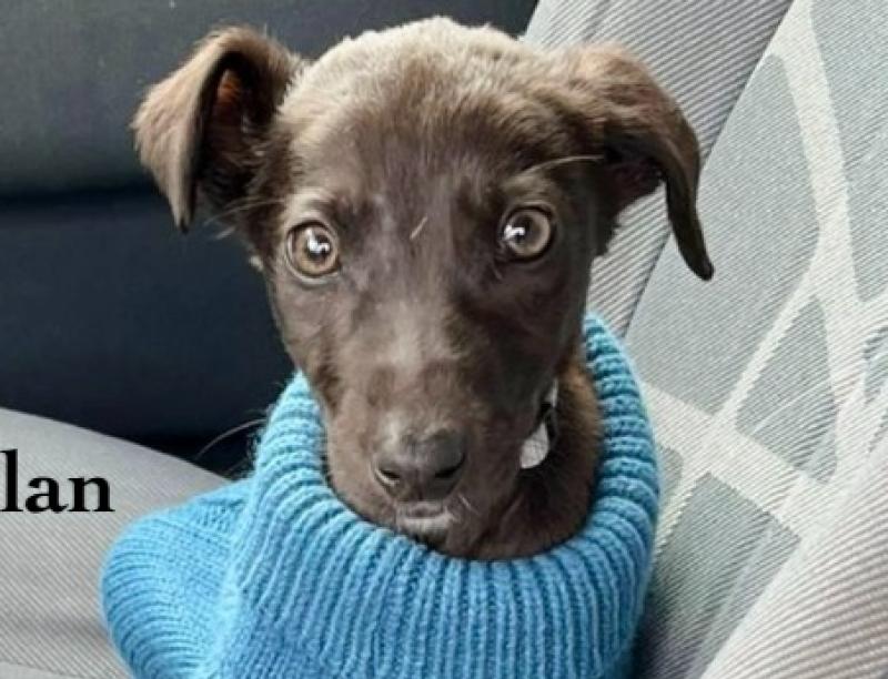 Dylan