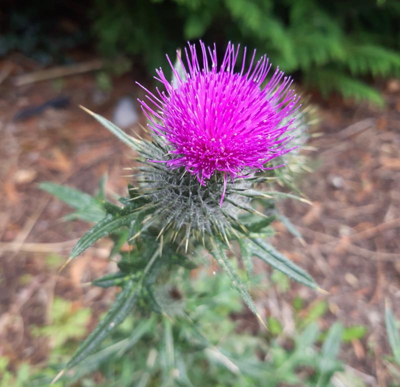 Spear Thistle. Picture: Nuala Madigan