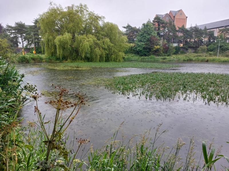 Weeds and silt damaging County Kildare lakes amenity