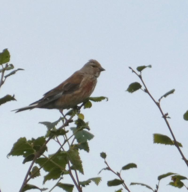 Linnet PICTURE: Aileen Gorman