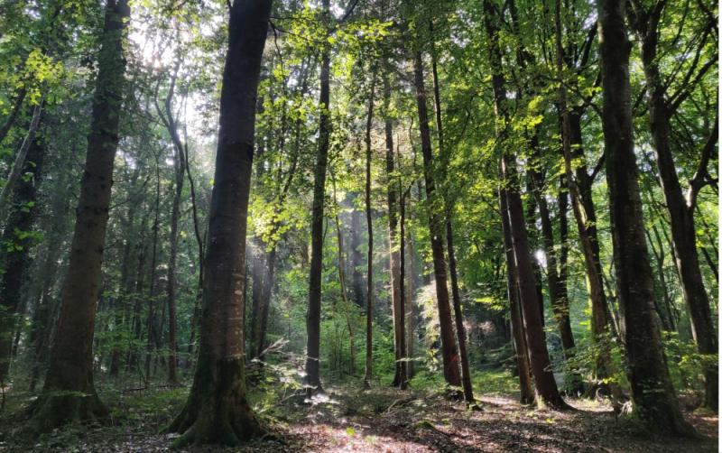 Coillte to carry out Forest Biodiversity Improvement works at Moore Abbey Wood in Kildare