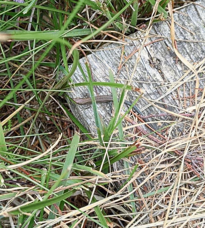 Viviparous lizard (Earc as Gaeilge) PICTURE: Sorcha Doyle