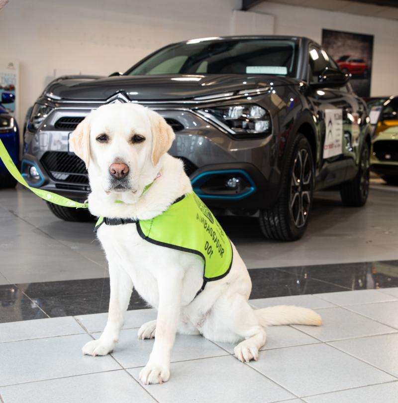 Could YOU be the winner? Irish Guide Dogs for the Blind's Newbridge, County Kildare branch launches annual car raffle