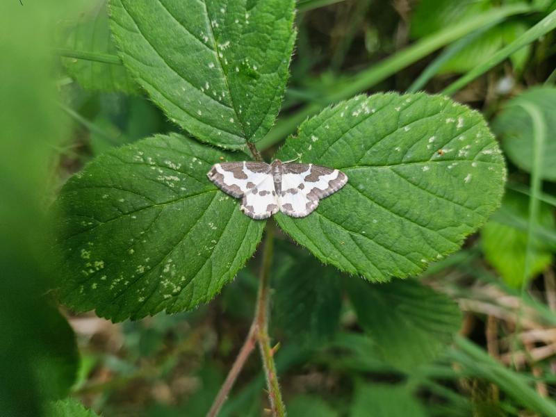 Clouded moth