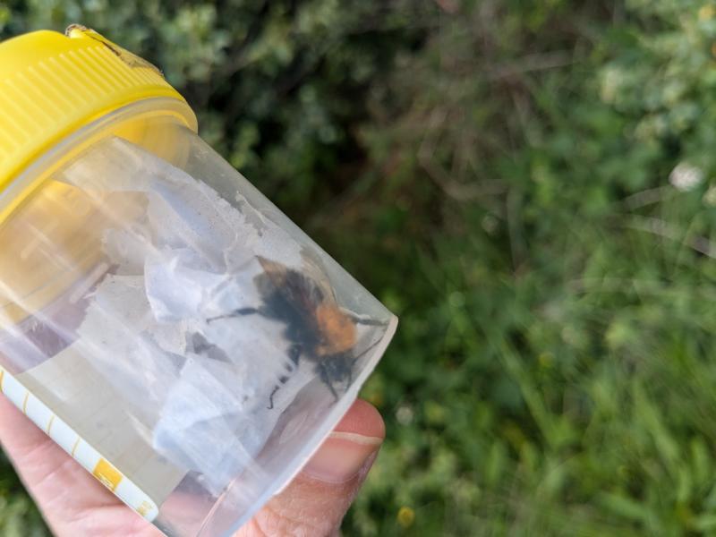 Tree Bumblebee. Picture: Sorcha Doyle