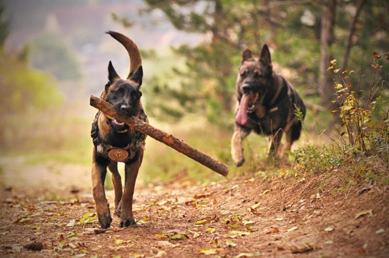 Kildare Animal Foundation set to hold antiques fair to raise funds for animals in need