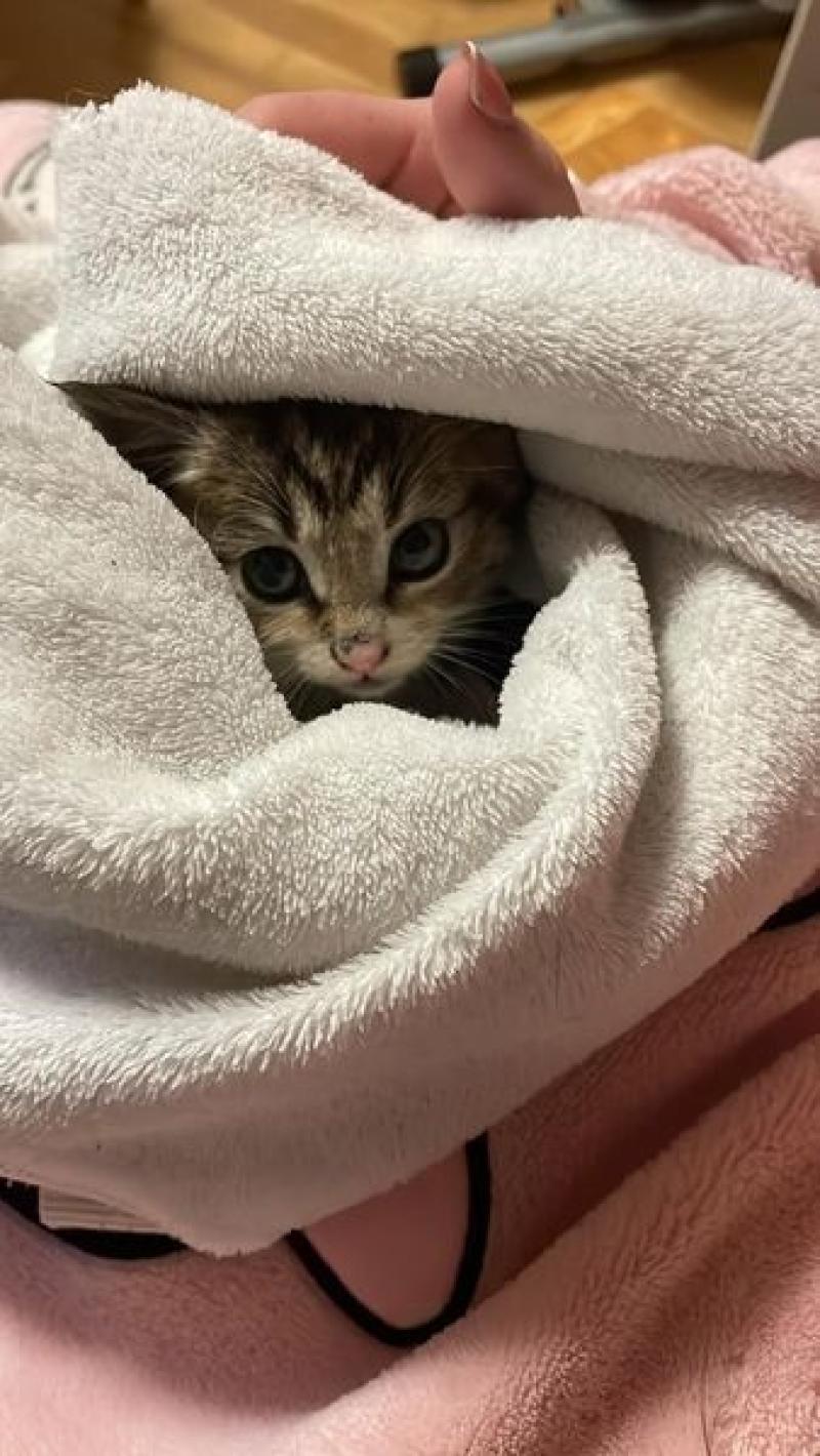 Sparky was rescued by KWWSPCA volunteers from a roadside verge in Kilcullen