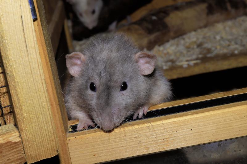 Chilling warning to Kildare homeowners over 'climber' rats invading homes