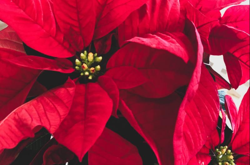 Kildare Death Notices for today: Tuesday, January 27 2025