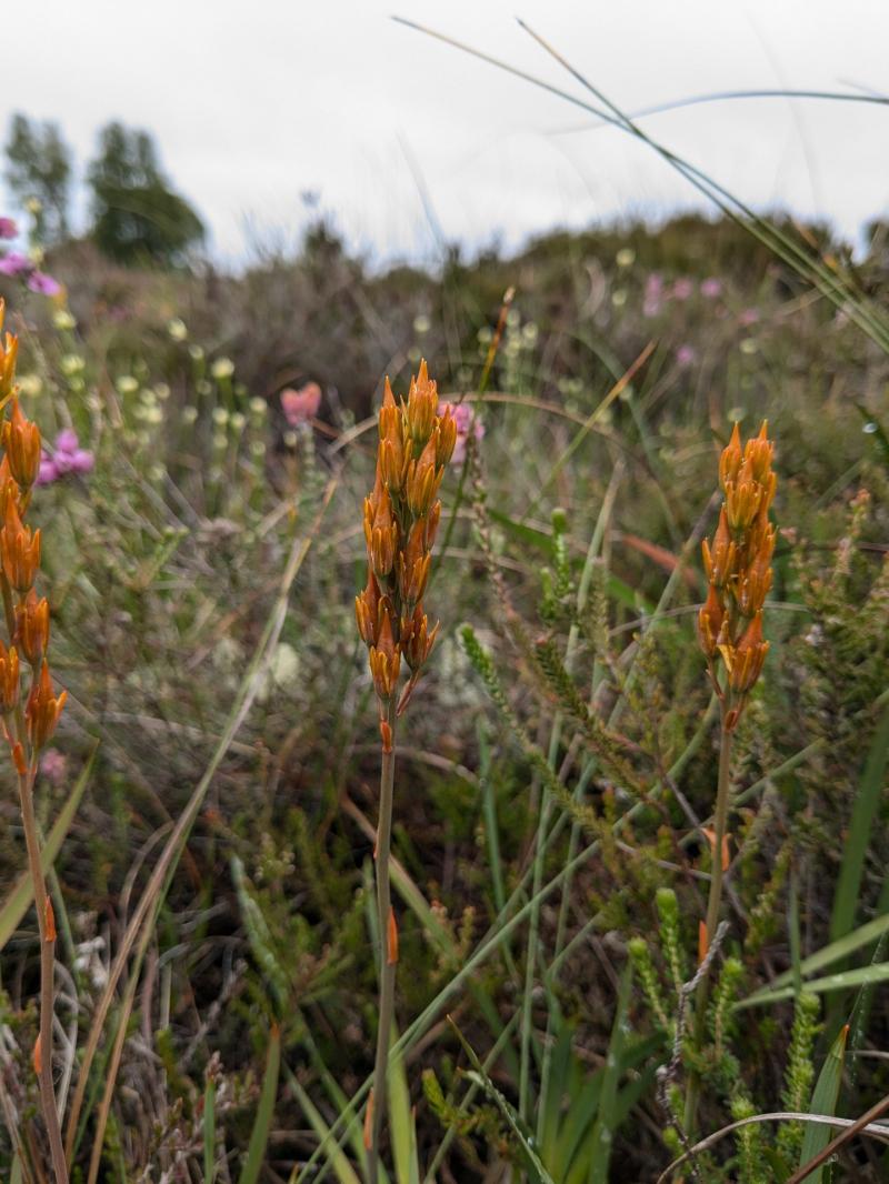 Autumn Bog Asphodel seed head Picture: Nuala Madigan