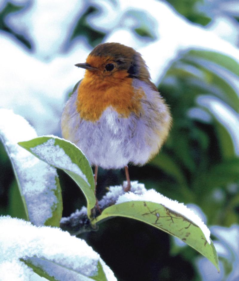 The Robin. Picture: Peter Foss