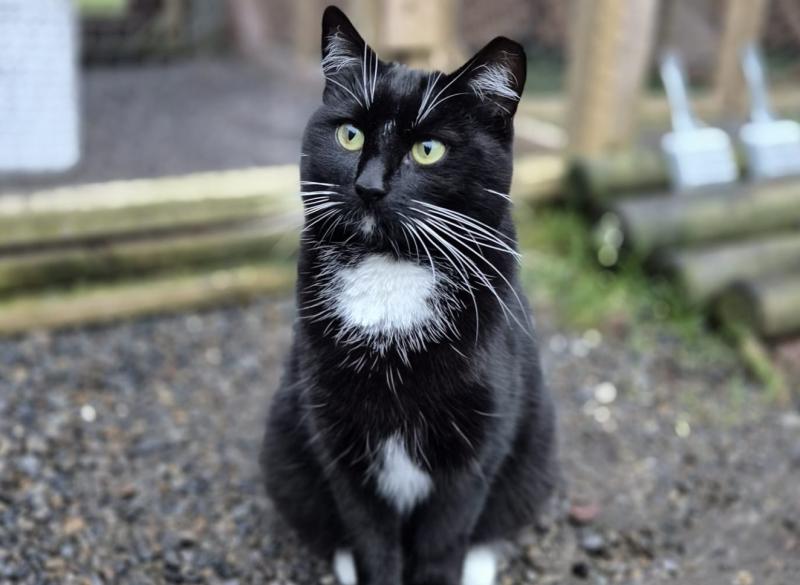 Lots of older cats are looking for new homes