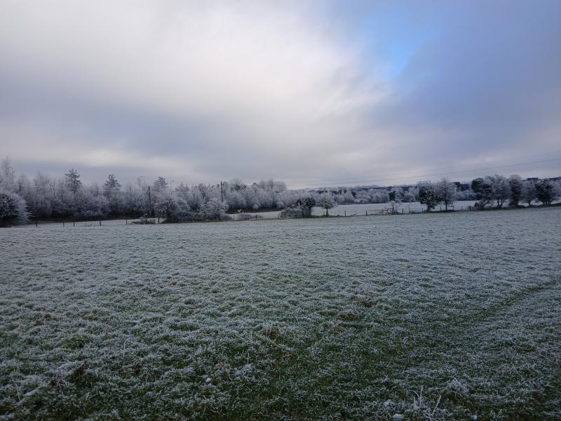 KILDARE: Rycyling your Christmas tree