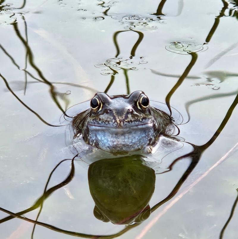 The native common frog, Loscann as Gaeilge  PICTURE: Lyndsey Casserly