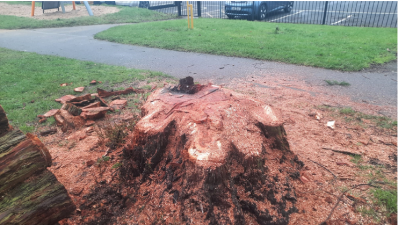 Kildare County Council is appealing for public assistance regarding the unauthorised felling of a century-old tree in The Peoples Park Athy, last week.