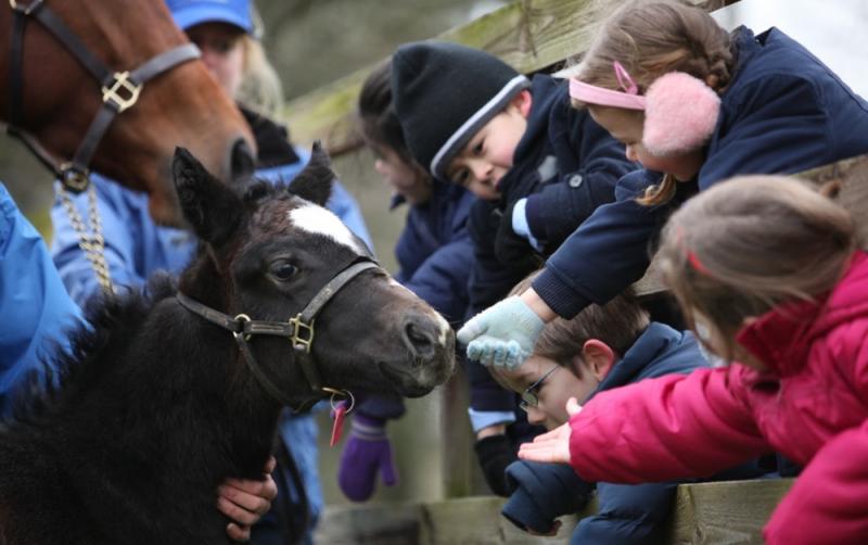 Top five Family Activities in Kildare this Midterm Break