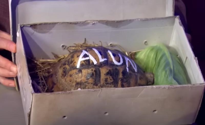 'What happened to the Kildare tortoise?' - will it be revealed on Late Late Show tonight?