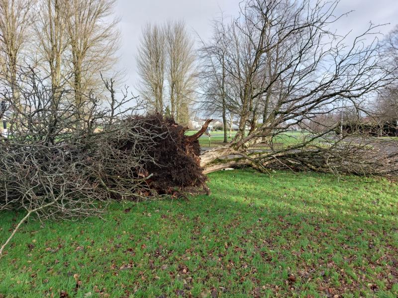 Trees must be maintained across Kildare to prevent storm damage