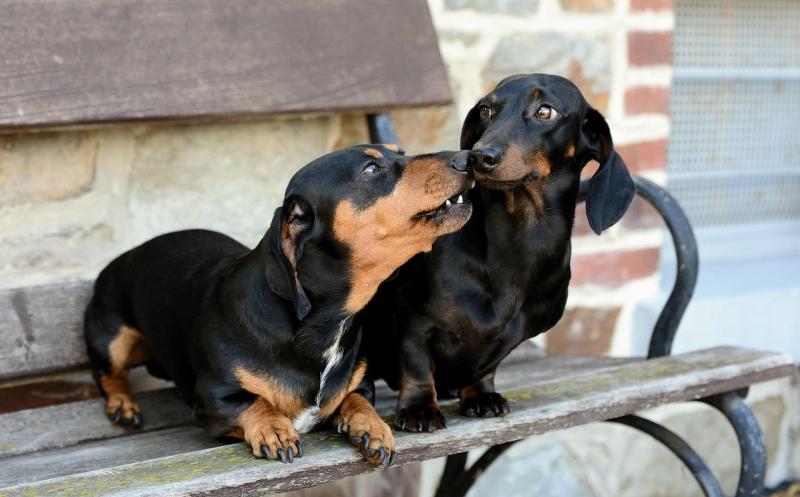 Social sausages! Dachshund meet-up event to take place in Newbridge, County Kildare 
