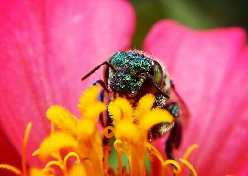 Major biodiversity plan announced for Kildare