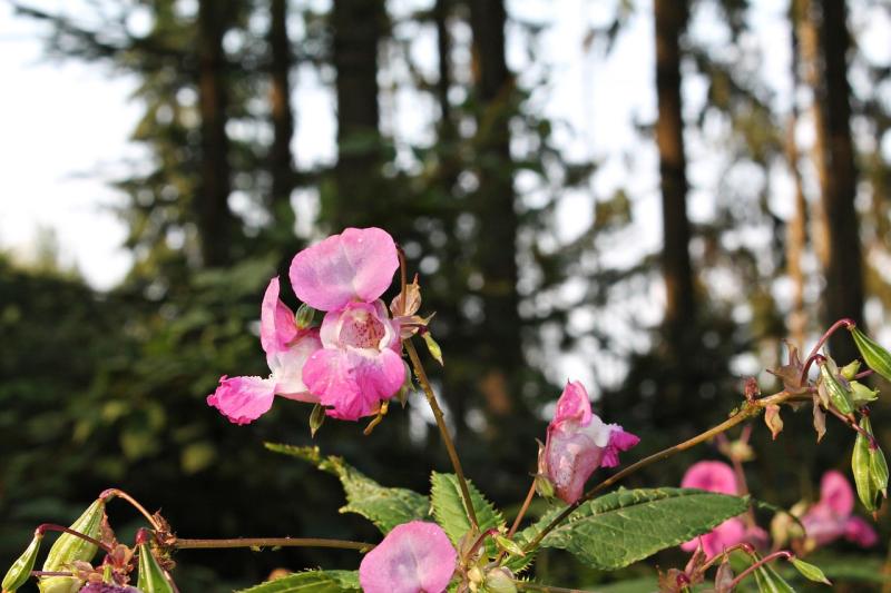 Informative talk on invasive plant species taking place in Newbridge, County Kildare