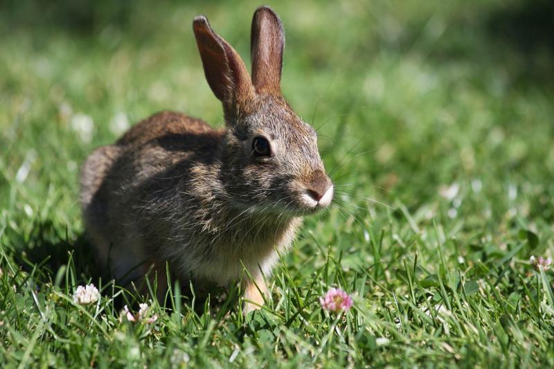 Kildare Wildlife Rescue announces third annual Biodiversity Conference