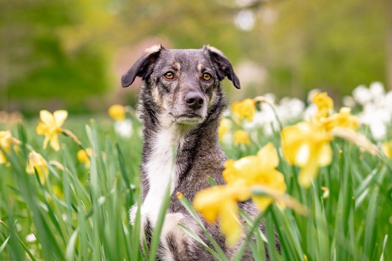 Fundraising for furry friends: Kildare-based animal welfare charity to host fashion pop-up shop in Newbridge