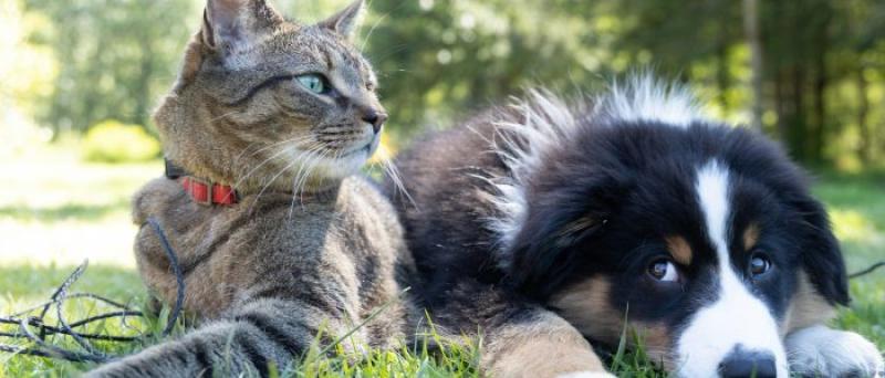 Kildare animal welfare charity holding fundraiser at Punchestown on Good Friday