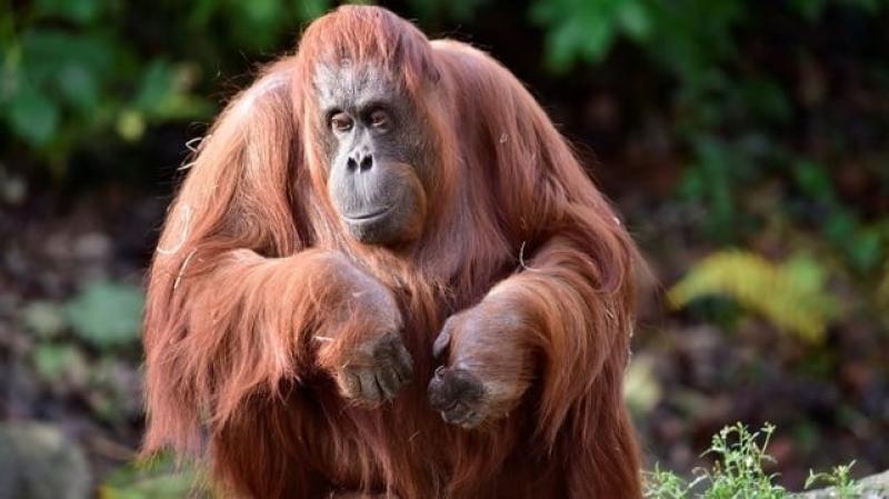 'Incredibly intelligent, gentle and wise': Dublin Zoo mourn the death of orangutan Leonie 