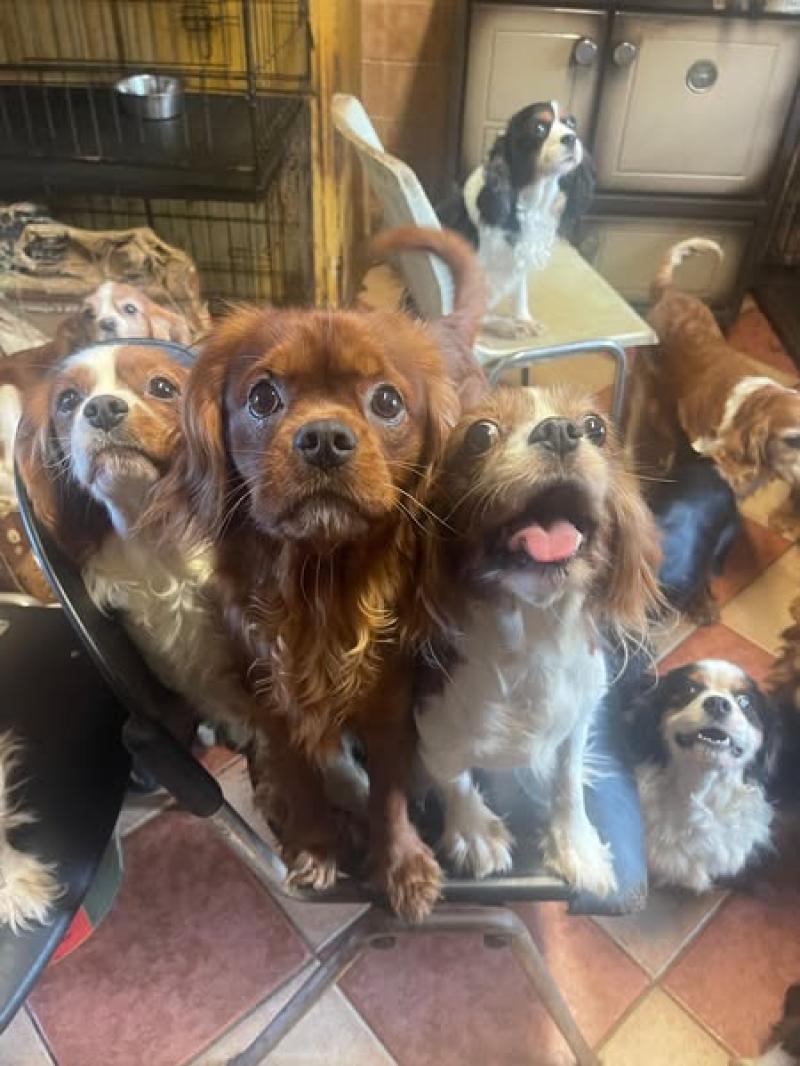 ISPCA removes an incredible 207 animals from one Kildare property